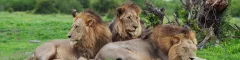 Three male lion resting in the grass in Madikwe Game Reserve South Africa