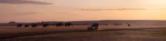 Safari vehicle sunrise with wildlife