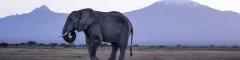 Amboseli elephant photographed against backdrop of mount kilimanjaro