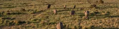 Aerial view of elephants on the plains of amboseli