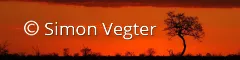 Typical kruger landscape at sunset scene