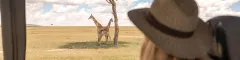 Woman looking out a safari vehicle at two giraffes in the masai mara standing in the shade of a tree