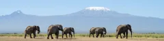 Classic Amboseli scene of elephants with Mt Kilimanjaro in the background