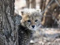 3 Adele and John Owens on safari in Kruger Cheetahs 1