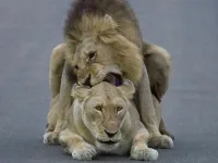 4 Adele and John Owens on safari in Kruger Lions 1