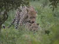 5 Adele and John Owens on safari in Kruger Leopards 1