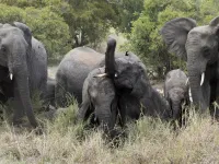 6 Adele and John Owens on safari in Kruger Elephants 1