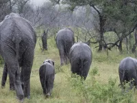 6 Adele and John Owens on safari in Kruger Elephants 8
