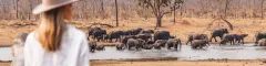 Banner image woman at khulu bush camp in hwange looking at elephants gathring around the waterhole