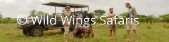 Banner wild wings on safari in south africa
