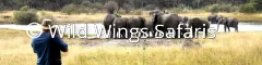 Wild wings safari guide on a visit to zimbabwe