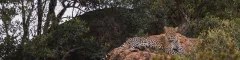 Laikipia spotted leopard against rocky terrain