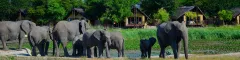 Tau Game Lodge, herd of elephants in front of chalets