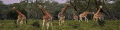 Thornicroft Giraffes in Zambia