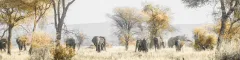 Africa Travel Guide Tanzania Tarangire National Park Elephants on the Move