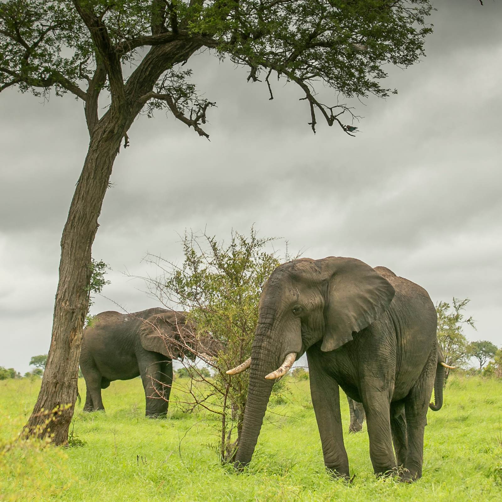 Elephants Abound on a Southern Summer Safari