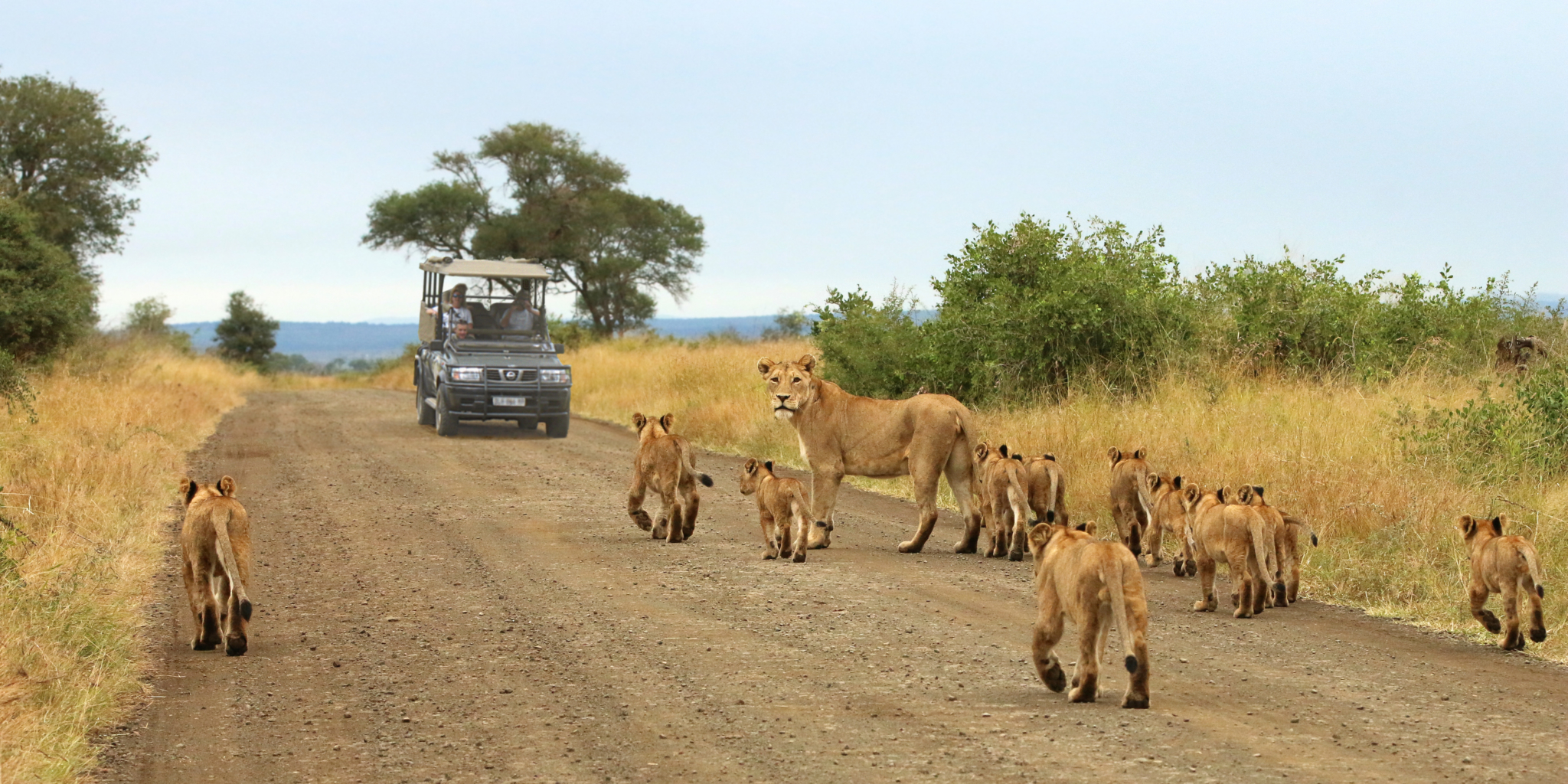 African Safari