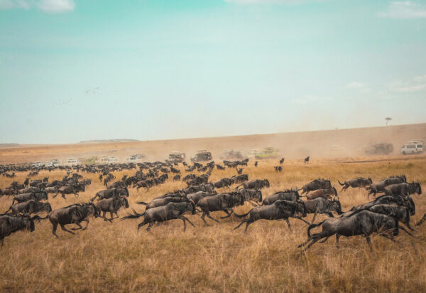 Niarra Travel  The Great Wildebeest Migration FAQ