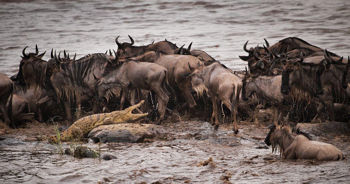 https://wild-wings-safaris.com/uploads/files/frenzied-herd-of-wildebeest-crossing-a-river-in-tanzania-while-crocodile-lies-in-wait.jpg