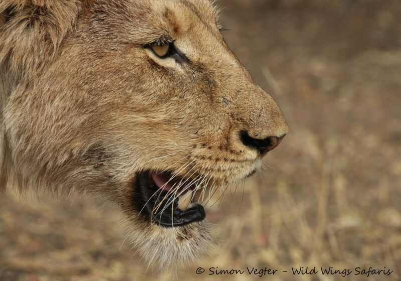 Best Ever Kruger Tour