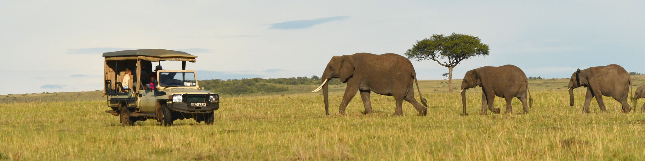Masai Mara Elephants OSV banner