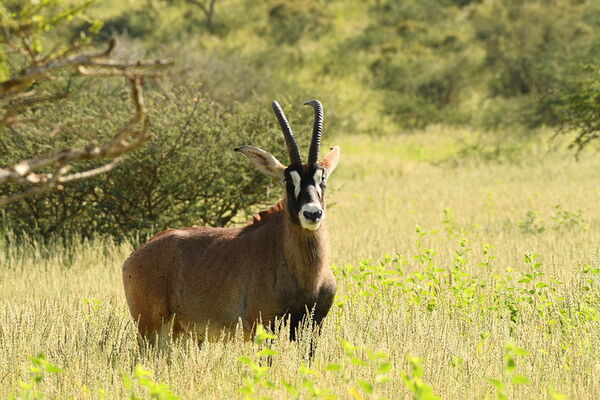 On safari at Tswalu in the green Kalahari – a magical paradise