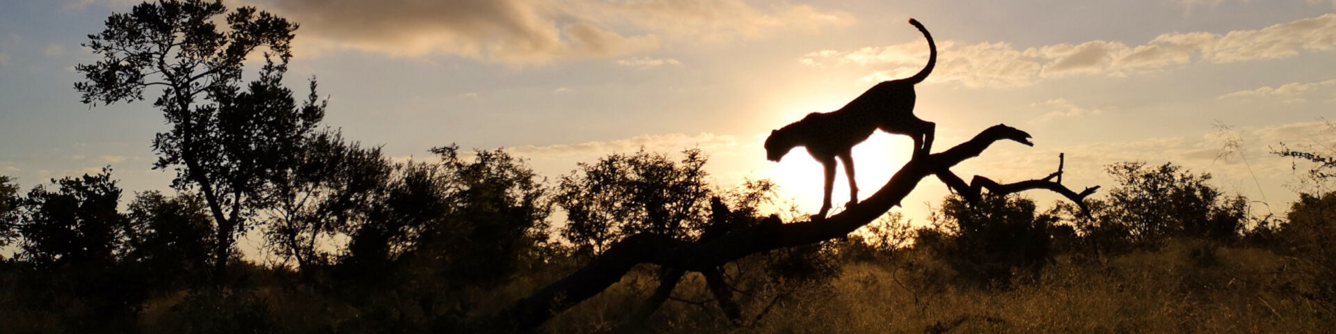 Banner Cheetah 12 Wildlife Photography Tips For Your Next Photographic Safari