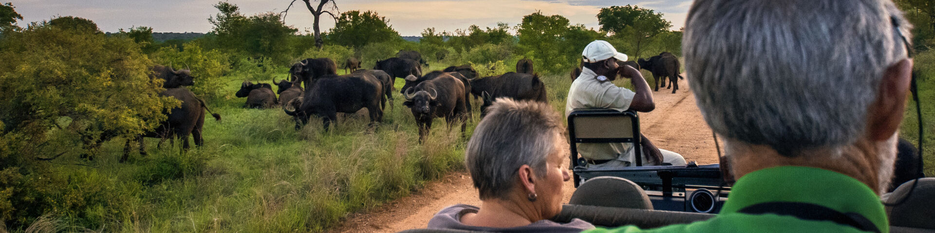 Banner A herd of buffalo seen on a game drive in Kruger National Park