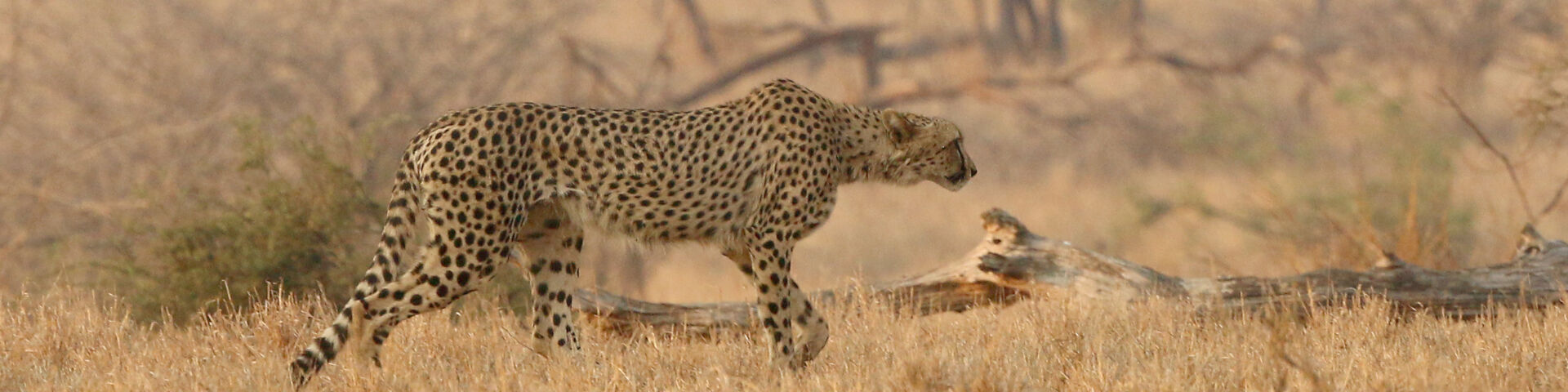 00 Banner Cheetah Kruger Safaris September 2021 Highlights