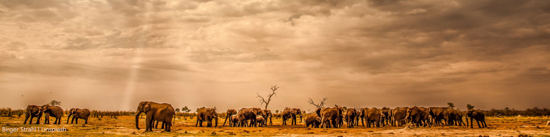 Banner 15 Day Southern Africa Signature Safari Botswana birger strahl