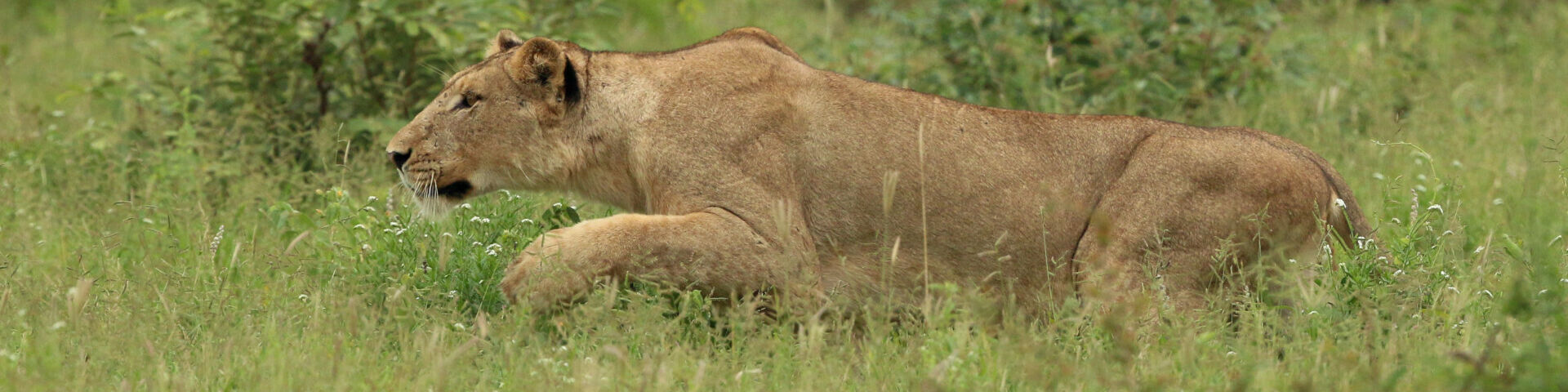 00 Banner Kruger Secrets The Best Month to Visit Lion