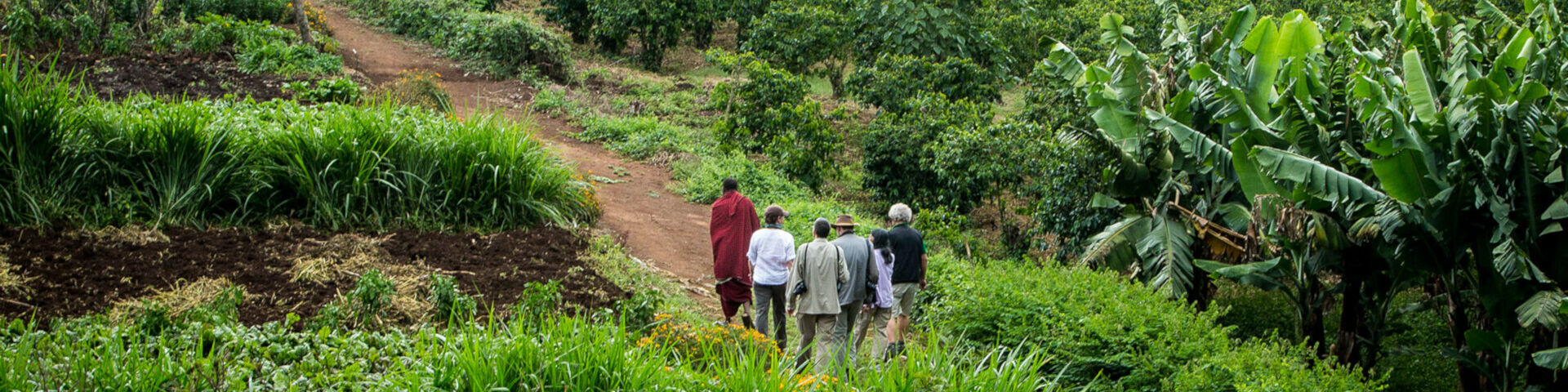 Banner Tours Safaris to Ngorongoro Karatu Area Tanzania Gibbs Farm