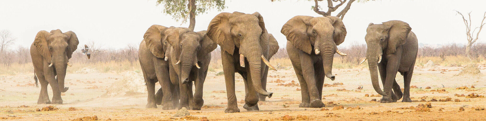 Banner botswana chobe national park elephants Savute Safari Lodge