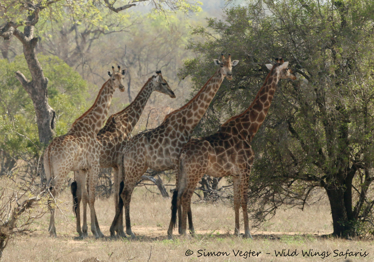 Travel Guide Balule Private Game Reserve | Greater Kruger