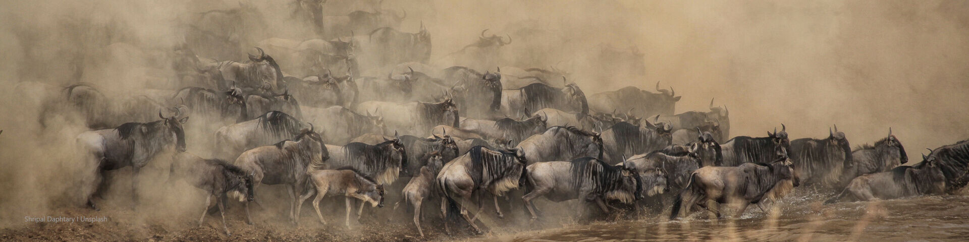 Banner A complete guide to the Great Wildebeest Migration Maasai Mara National Reserve Shripal Daphtary