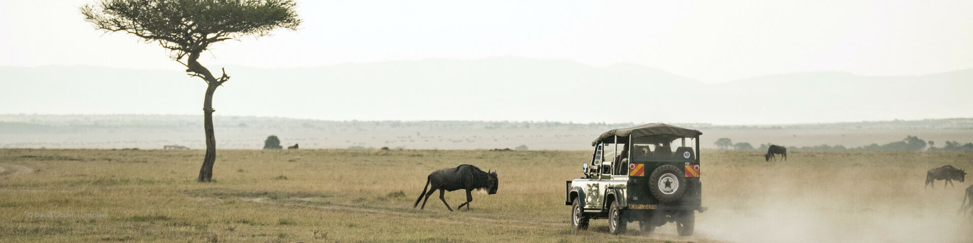 Banner How to Choose the Best Safari Destination Masai Mara game drive David Clodeh