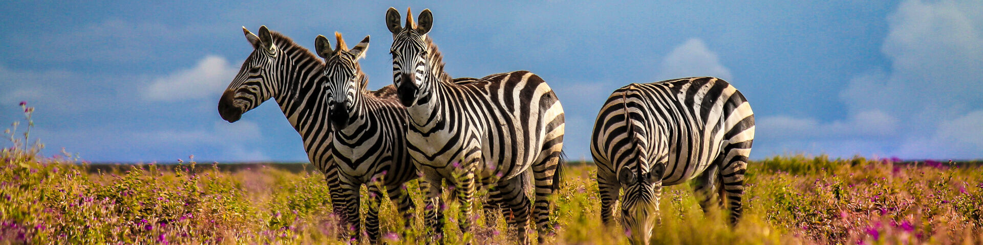 Banner Ndutu Area Ngorongoro Tanzania Zebra Ndutu Safari Lodge