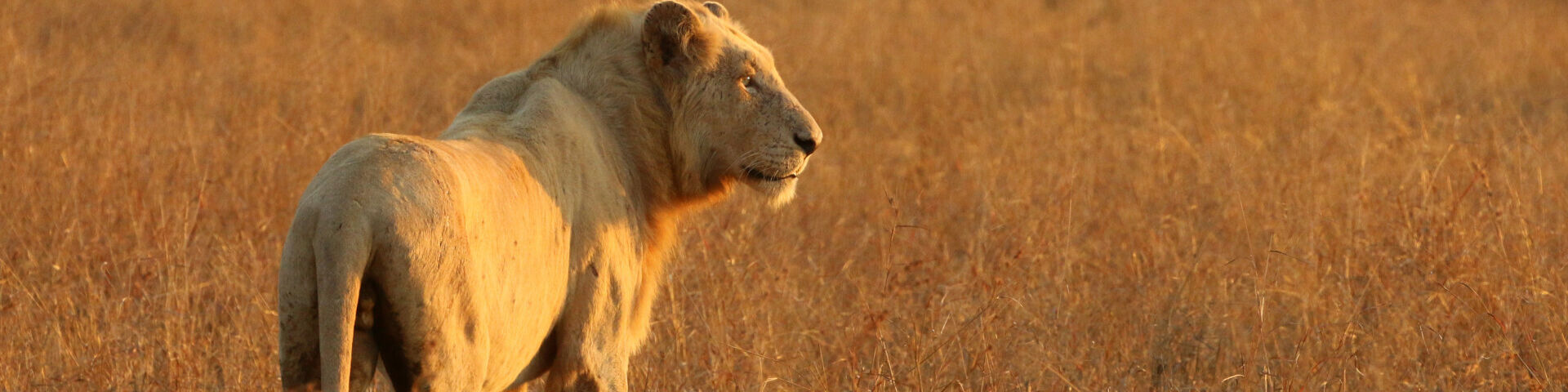 Banner White Lion of Kruger