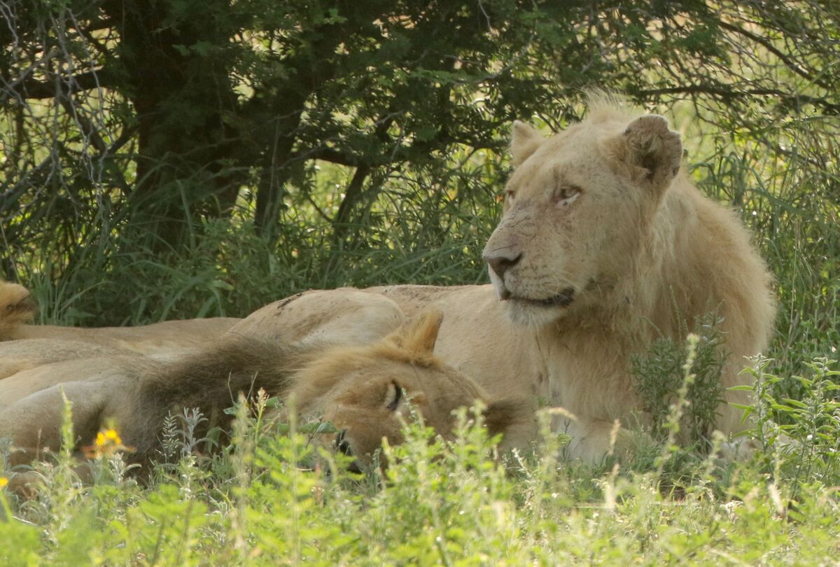 The New White Lions of Kruger