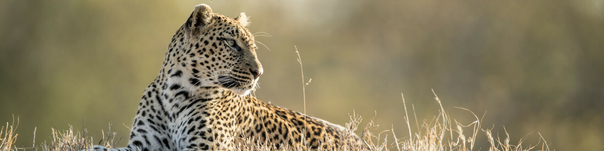 Banner Sabi Sand South Africa Leopard Singita Ebony Lodge