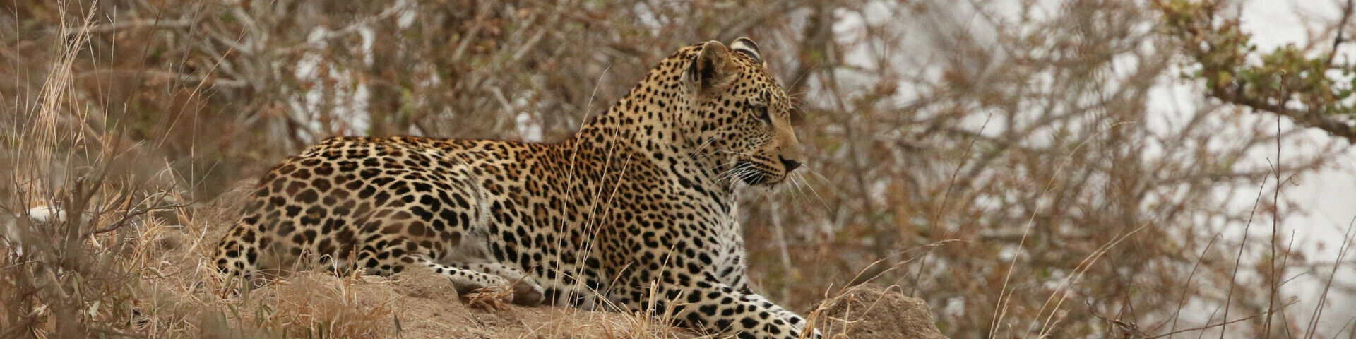 Kruger National Park Safari Guide Leopard 04 3272