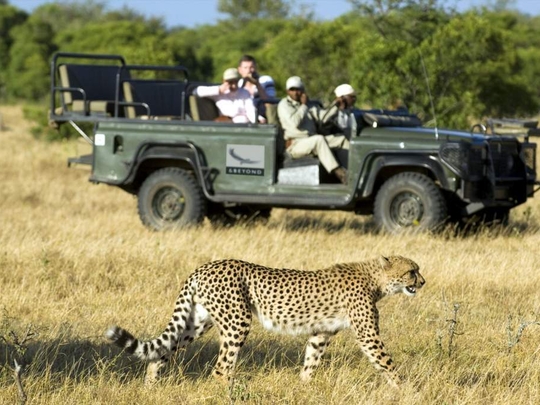 Ngala Safari Lodge | Timbavati Game Reserve