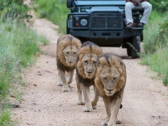 Sabi Sabi Bush Lodge | Sabi Sand Private Game Reserve