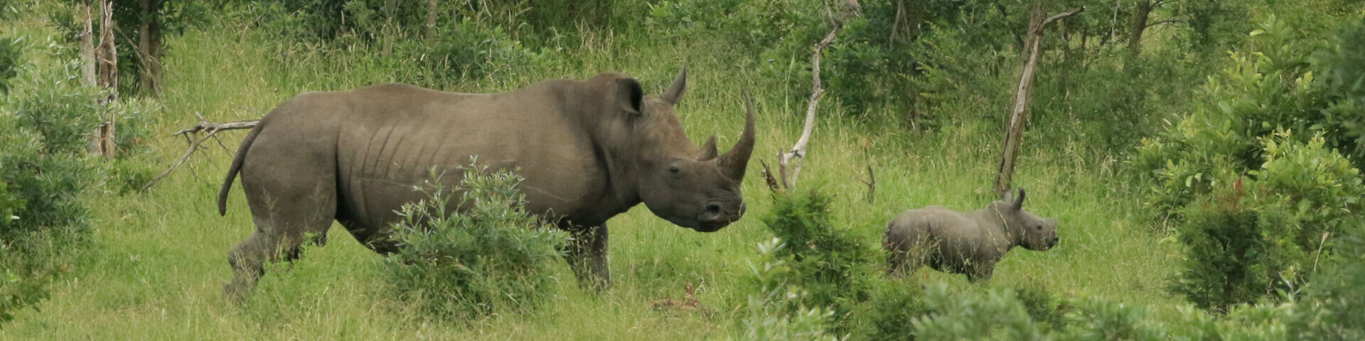 Banner Are White Rhinos Extinct Southern White Rhino in the Kruger