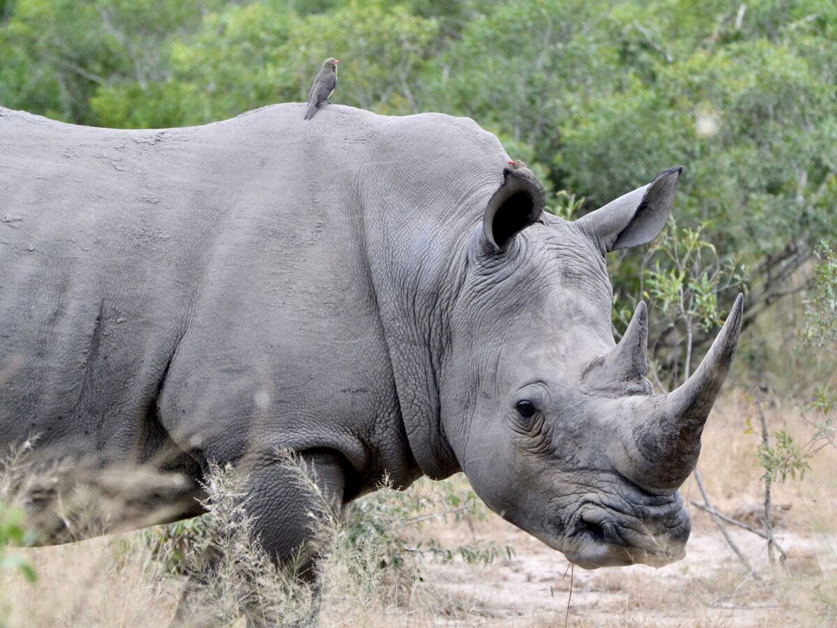 Are White Rhinos Extinct?