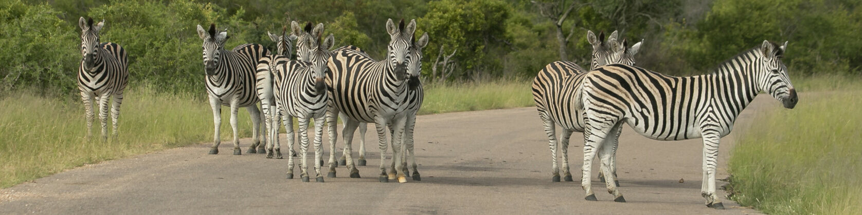 Banner Zebra Kruger Safaris January 2022 Highlights