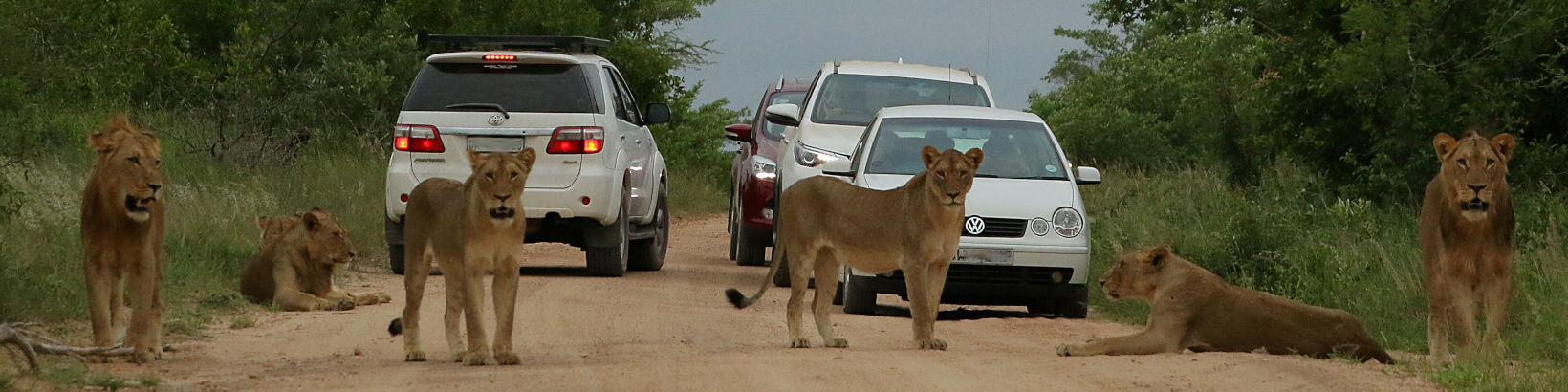 Banner Self drive or Guided Kruger safari