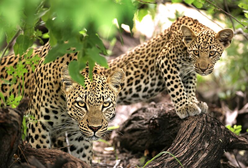 Why Timbavati Game Reserve?