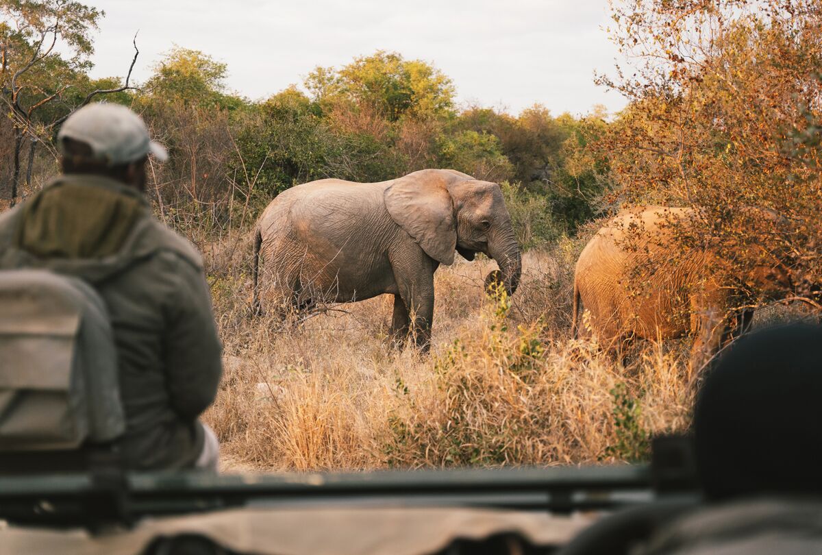 Why Timbavati Game Reserve