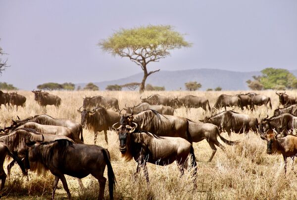 How to Choose the Best Safari Destination - Part 1